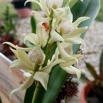 Prosthechea aemula Flower