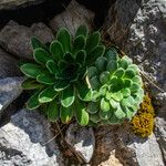 Saxifraga mutata Hostoa