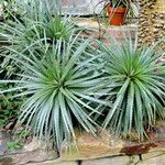 Dyckia hebdingii Hábito