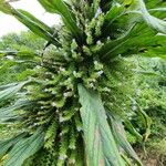 Echium strictum Листок