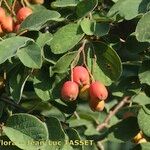 Cotoneaster zabelii ഫലം