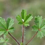 Potentilla pusilla Foglia