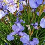 Iris sibirica Цвят