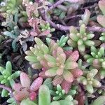 Sedum album Leaf