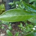 Ervatamia coronaria Leaf