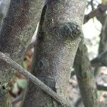 Cotoneaster franchetii 樹皮