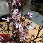 Prunus cerasifera Λουλούδι