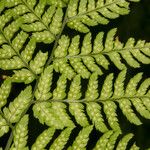 Dryopteris expansa Bark