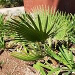 Chamaerops humilis Folha