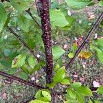 Prunus cerasus Corteccia