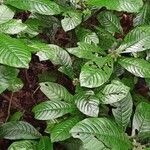 Psychotria hexamera Fuelha