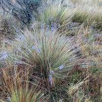 Festuca asplundii 形态