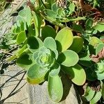 Hylotelephium anacampseros Leaf