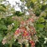 Banisteriopsis muricata Цвят