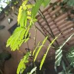 Mimosa polycarpa Blad