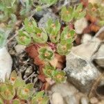 Androsace maxima Fula