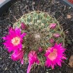 Mammillaria wrightii Flors