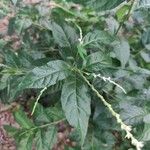 Petiveria alliacea Leaf
