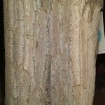 Populus x canadensis Coajă