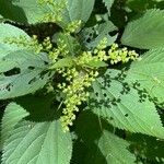 Laportea canadensis Flower