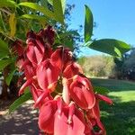 Erythrina fusca Flor