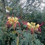 Erythrostemon gilliesii Flower