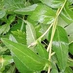 Campanula glomerata Hoja