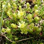 Cherleria sedoides Flower