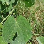 Abutilon pannosum Листок