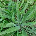 Plantago australis Deilen