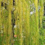 Salix × pendulina 花