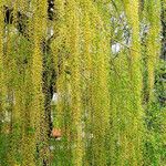 Salix × pendulina Flors