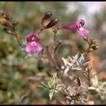 Penstemon azureus Hábito