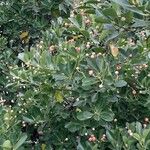 Euonymus japonicus موطن