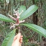 Tapeinosperma robustum Характер