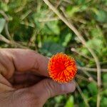 Emilia coccinea Flower