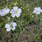 Linum lewisii Hábito