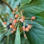 Cotoneaster glaucophyllus Frukt