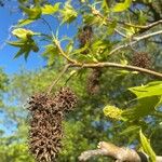 Liquidambar styraciflua Fruto