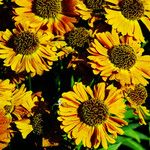 Helenium autumnale Çiçek
