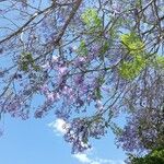 Jacaranda mimosifoliaЦветок