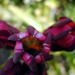 Gentiana purpurea Õis