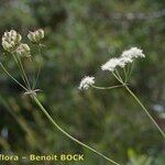 Laserpitium peucedanoides Annet