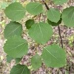 Populus tremulaHostoa