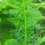 Myriophyllum verticillatum Hoja