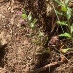 Teucrium chamaedrys Habit