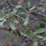 Quercus berberidifolia Habitat