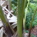 Livistona australis Likasa