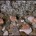 Eriogonum ovalifolium Pokrój