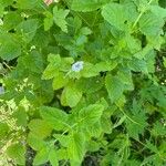 Geranium versicolor Deilen